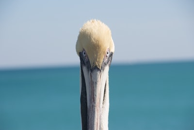 White waterfowl shallow focus photography
